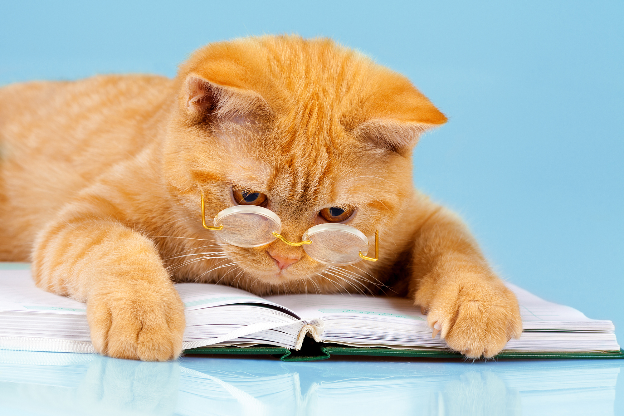 Descriptive image: a cat wearing glasses and looking at a book