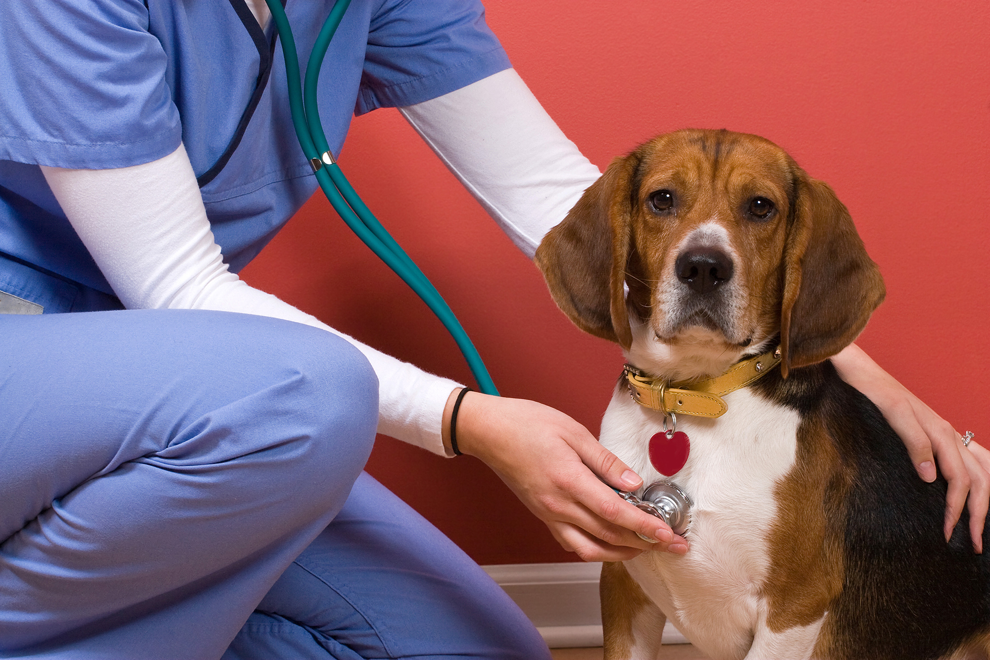 Descriptive image: a dog being examined with a stethoscope by medical staff